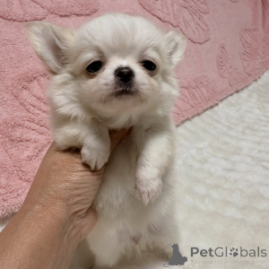 Photo №1. chihuahua - for sale in the city of Dassia | 258$ | Announcement № 175581
