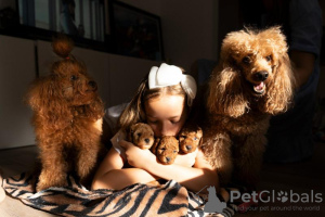 Photo №3. RED dwarf poodle puppies for sale. Serbia