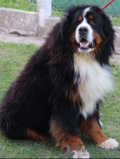 Additional photos: Bernese Mountain Dog