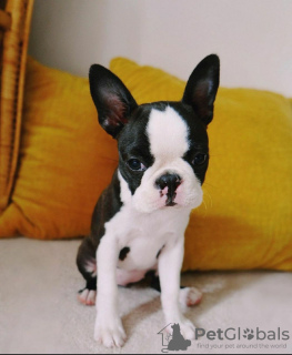 Photo №4. I will sell boston terrier in the city of San Francisco Plaza. breeder - price - 400$