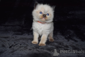 Photo №4. I will sell ragdoll in the city of Бернау. private announcement, from nursery - price - 423$