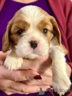 Photo №2 to announcement № 165425 for the sale of cavalier king charles spaniel - buy in Austria private announcement, breeder