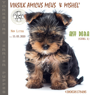 Photo №4. I will sell yorkshire terrier in the city of Zhytomyr. from nursery, breeder - price - 595$