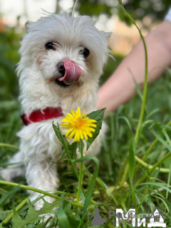 Photo №3. Maltese puppy. Germany