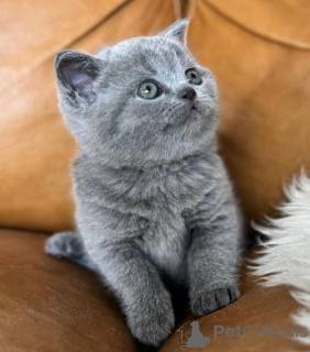 Photo №1. british shorthair - for sale in the city of Rüdersdorf | 300$ | Announcement № 90828