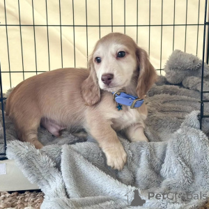 Photo №1. dachshund - for sale in the city of Halle (Saale) | negotiated | Announcement № 172831