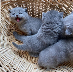 Photo №1. scottish fold - for sale in the city of Sydney | negotiated | Announcement № 71720