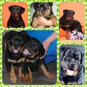 Photo №1. rottweiler - for sale in the city of Москва | 134$ | Announcement № 2421