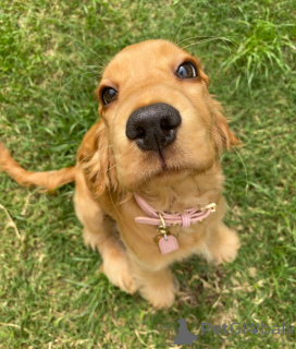 Photo №3. Meet Jasper a curious heart with a tail that never stops wagging. Every days an. Netherlands