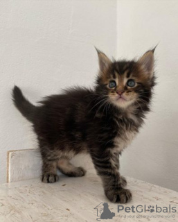 Photo №1. maine coon - for sale in the city of Тюрнхаут | Is free | Announcement № 128888