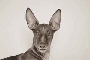 Photo №4. I will sell pharaoh hound in the city of Москва. private announcement - price - 1189$