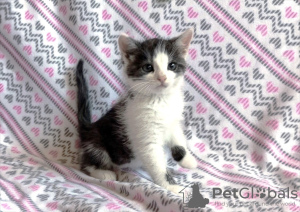 Photo №3. Beautiful kittens are urgently looking for foster care or a home. Belarus