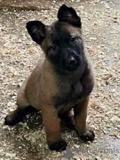 Photo №2 to announcement № 164831 for the sale of belgian shepherd - buy in Serbia breeder