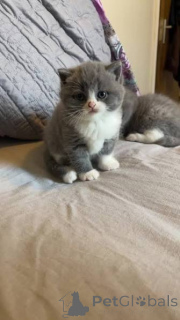 Photo №3. Blue Eyed British Shorthair Kittens Ready Now. United Kingdom