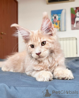 Photo №1. maine coon - for sale in the city of Berlin | 423$ | Announcement № 104586