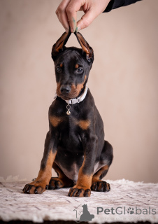 Photo №3. Doberman puppies. Serbia