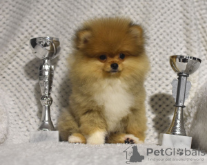 Photo №1. pomeranian - for sale in the city of Zrenjanin | negotiated | Announcement № 103392