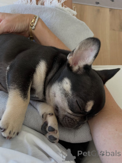Photo №2 to announcement № 169357 for the sale of french bulldog - buy in Czech Republic breeder