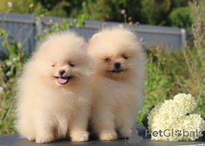 Photo №1. pomeranian - for sale in the city of Москва | 500$ | Announcement № 67263