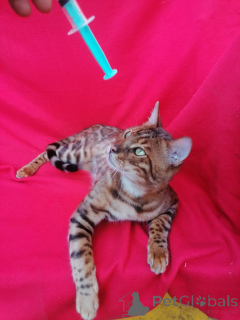 Photo №4. I will sell bengal cat in the city of Ufa. from nursery, breeder - price - 7102$