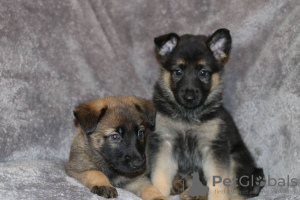 Photo №2 to announcement № 125086 for the sale of german shepherd - buy in Germany private announcement