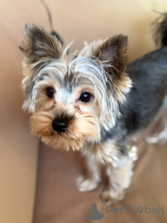 Photo №2. Mating service yorkshire terrier. Price - negotiated