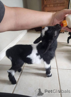 Photo №1.  - for sale in the city of Bordeaux | Is free | Announcement № 161737