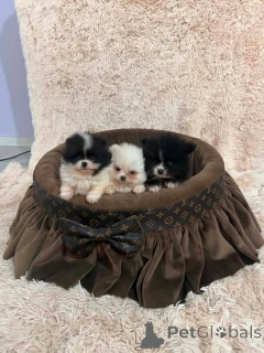 Photo №3. Top quality Pomeranian puppies. Serbia