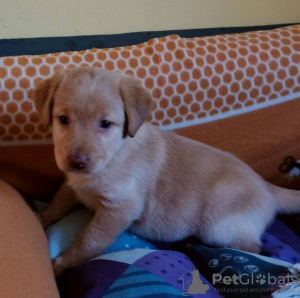 Photo №1. labrador retriever - for sale in the city of Leipzig | negotiated | Announcement № 124951