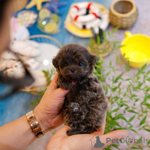 Photo №1. maltipu - for sale in the city of Louisiana | 450$ | Announcement № 151986