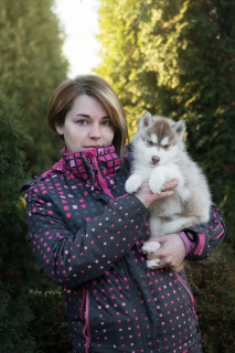 Additional photos: Elite Chocolate Siberian Husky Puppies from titled producers