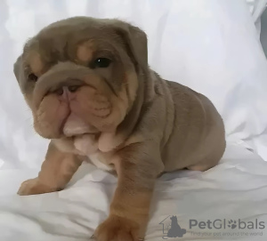 Photo №1. english bulldog - for sale in the city of Płock | 423$ | Announcement № 126647