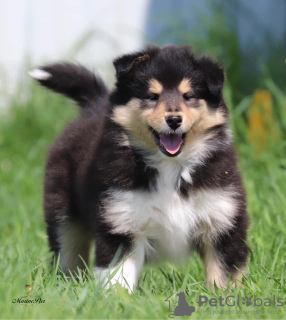 Additional photos: Collie puppies