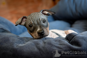 Photo №2 to announcement № 50214 for the sale of american hairless terrier - buy in Lithuania from nursery, breeder