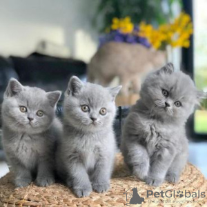 Photo №3. British shorthair kittens Business WhatsApp 37256062792. Finland