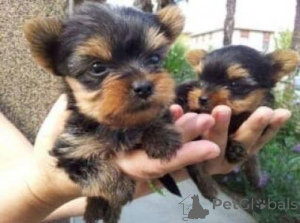 Photo №1. yorkshire terrier - for sale in the city of Achenkircch | 300$ | Announcement № 144935