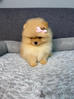 Photo №3. Schattige Pomeriaan-puppy's zoeken een liefdevol thuis voor altijd! . Belgium