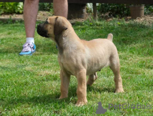 Photo №3. Boerboel (Südafrikanischer Mastiff) Welpen. Belgium