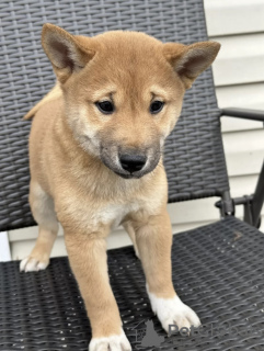 Photo №1. shiba inu - for sale in the city of Tbilisi | negotiated | Announcement № 71098