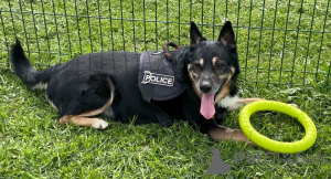 Photo №2 to announcement № 139153 for the sale of non-pedigree dogs - buy in Russian Federation 