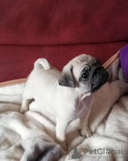 Photo №3. Healthy Pug puppies with Pedigree available now for loving Families. Germany