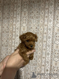 Photo №2 to announcement № 58988 for the sale of poodle (toy) - buy in Belarus private announcement