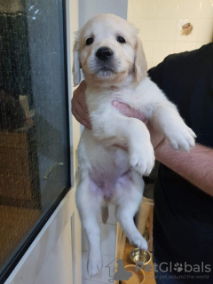 Photo №1. golden retriever - for sale in the city of Neumünster | 423$ | Announcement № 110988