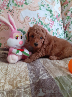 Photo №1. poodle (toy) - for sale in the city of White church | 572$ | Announcement № 9703