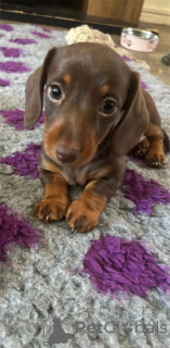 Photo №2 to announcement № 153477 for the sale of dachshund - buy in Germany 