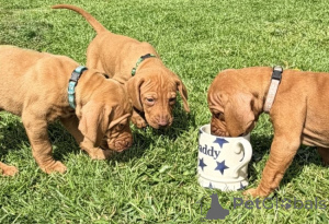 Photo №1. vizsla - for sale in the city of Nuremberg | negotiated | Announcement № 175273