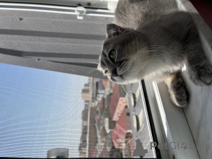 Photo №4. I will sell scottish fold in the city of Баку. private announcement - price - negotiated
