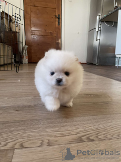 Photo №1. pomeranian - for sale in the city of Братислава | Is free | Announcement № 120822