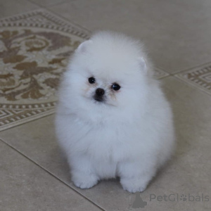 Photo №1. pomeranian - for sale in the city of Bielefeld | 420$ | Announcement № 167287