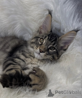 Photo №1. maine coon - for sale in the city of Baden Baden | 1022$ | Announcement № 163669